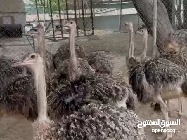 نعام افريقي للبيع ostrich for sale