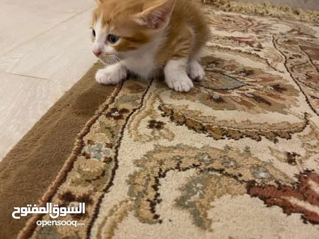 5 قطط للتبني ببلاش هجين طرابلس ماشاء الله