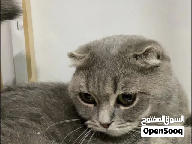 قطوه سكوتش فولد  أمورها طيبه مافيها إلا العافيه