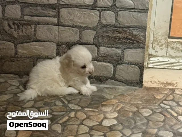 Maltese Puppy for sale