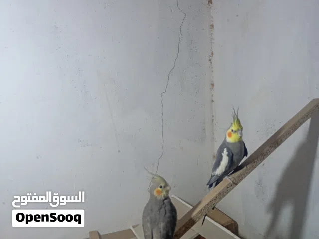 عصافير ترويض