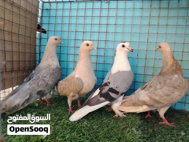 حمام كمشيري و الشخشرلي