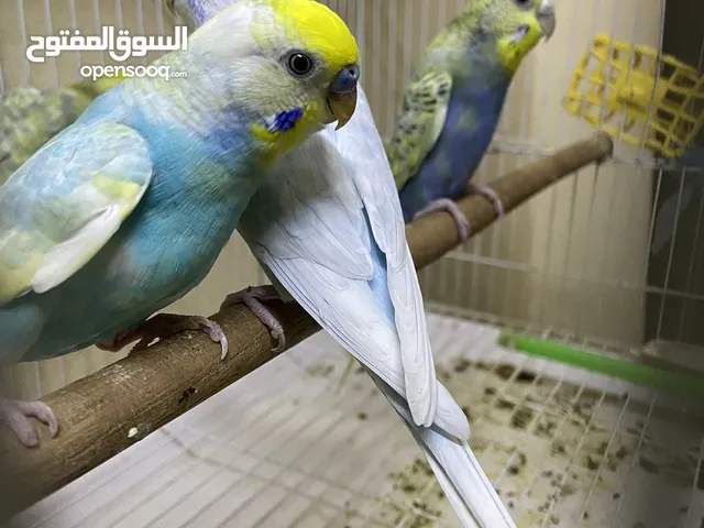 أجواز بادجي بالالوان مميزه وجاهزه للإنتاج