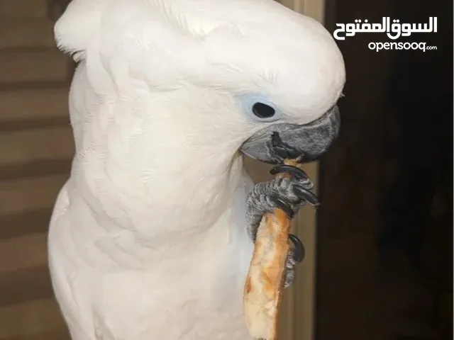فرخ كوكاتو للبيع