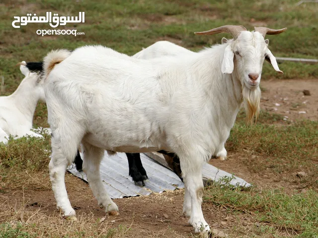 راعي عامل غنم الابل مواشي خبره كل شي