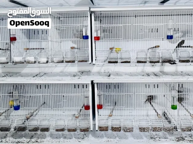 أقفاص لإنتاج طيور الكناري للبيع