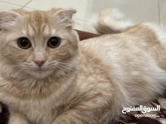 قطة هملايا للتزاوج بحاجة قط للتزاوج في دبي النهدة 1