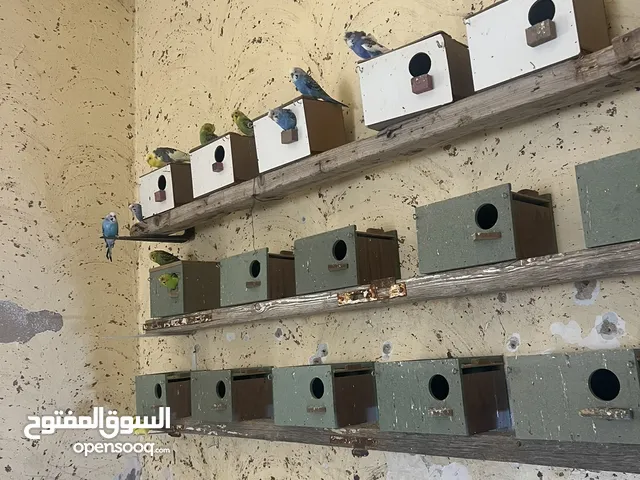 عصافير حب 30جوز