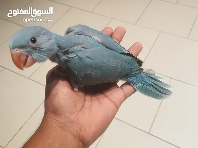Baby Ring Neck Parrot For Sale