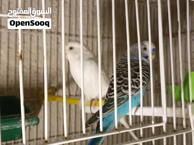 بقلينو الاب ازرق انجليزي والنتى انجليزي ايطلعوا عين حمرا وهلبا الوان تانيه
