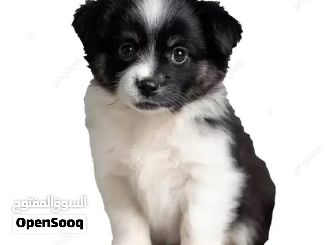 كلبه البوميرنان