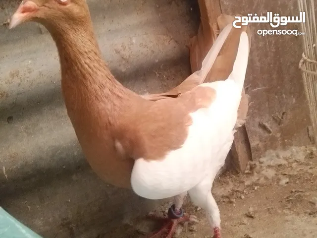 مكبيه طيره شغاله