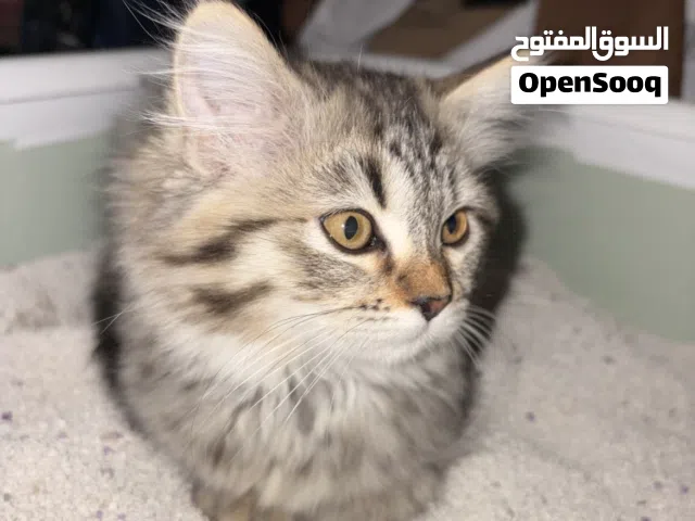 قط عمره 5 شهور واليف ولطيف