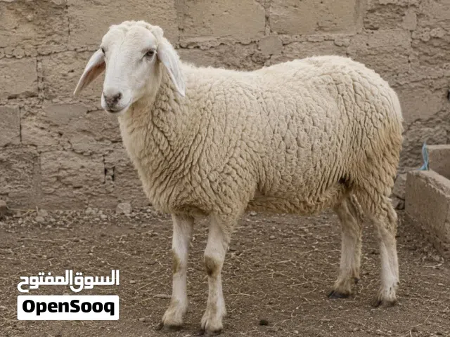 لحام أضاحي