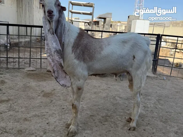 سعودی goat
