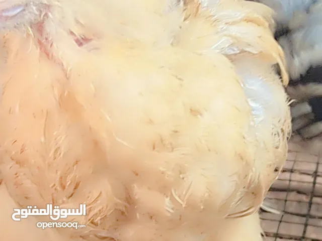فروخ البراهما الباف بلو والباف بلاك دم صافي وحجم دولي وإنتاج محلي والساس موجود وعينك الحكم