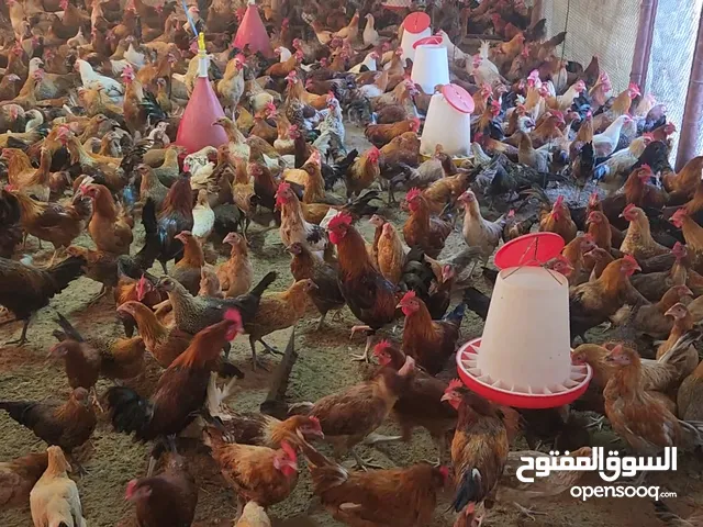 Eggs Layer Chickens 8 Month Old