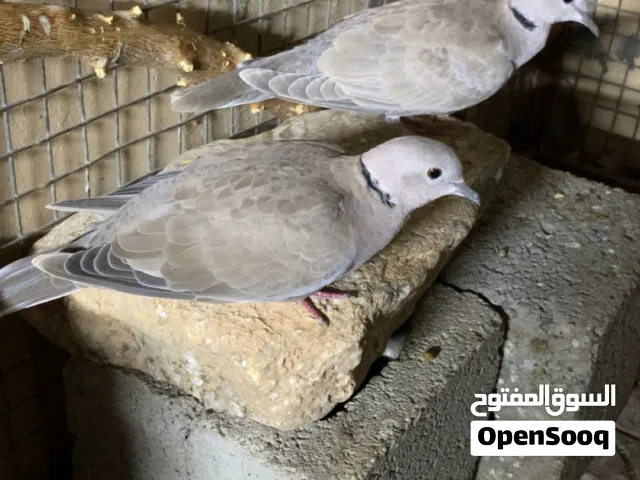 سلام عليكم عفاد محلي