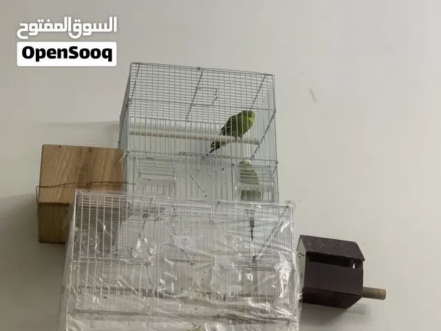 عصافير حب (بادجي) ذكر و انثى