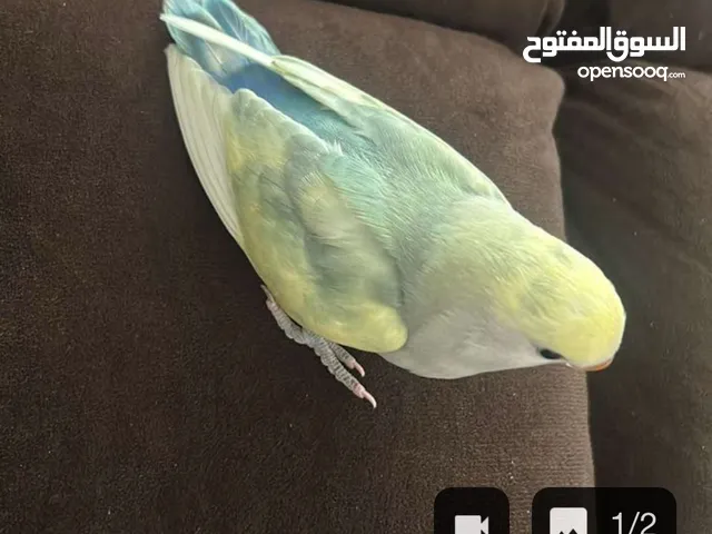 مطلوب للبيع بغبغاء روز