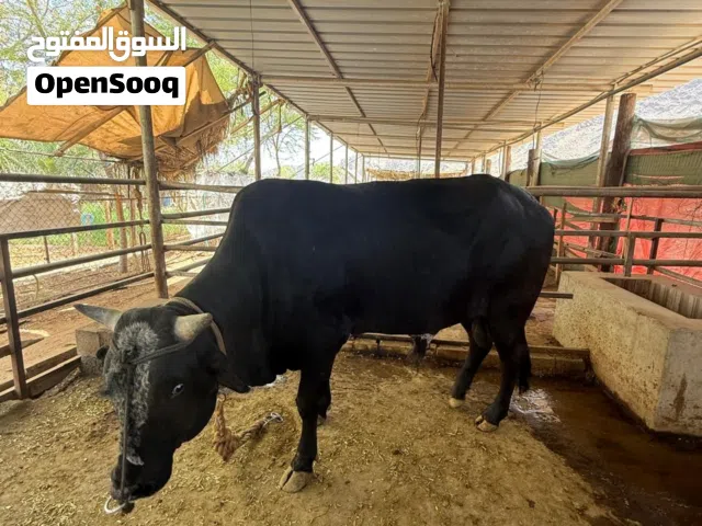 ثور عماني مطوم طعام الدار