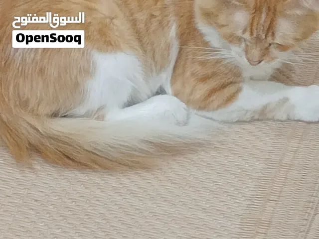اعلان لبيع قط شيرازي  نظيف وجميل. مطلوب فيه 30 ريال