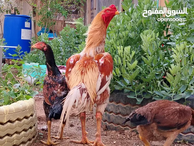 باكستاني، براهما، امهات لاحم فرخات عمر 3 شهور صوص باكستاني حر ديوك باكستاني خط أول و فرخات شغالة