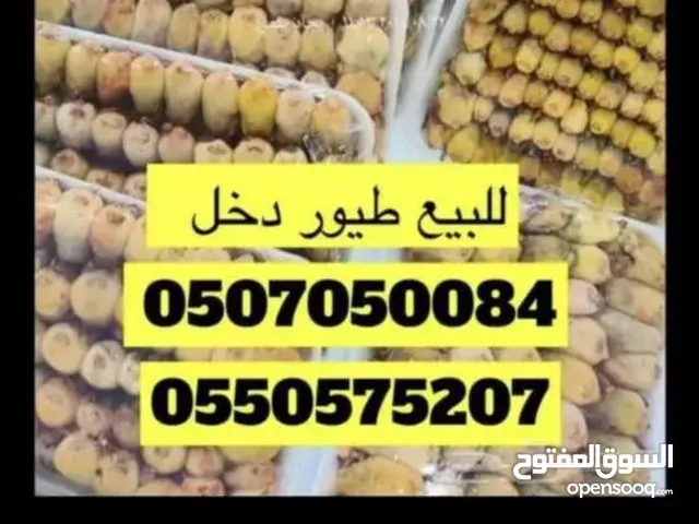 طيور دخل شحم