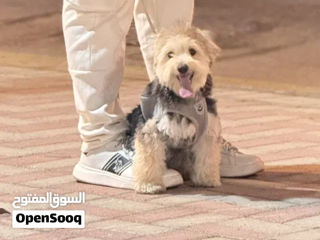 The dog vaccination paper all