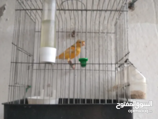كناري ايبي للبيع
