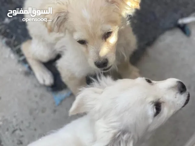 كلاب لولو فوكس للبيع اعمارهم 4 شهور.. بسبب السفر...معهم جميع مستلزماتهم،،موحود بوصف الاعلان