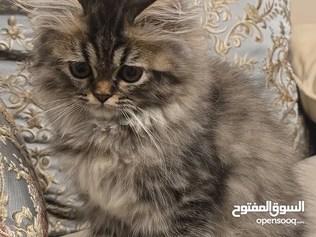 قطه صغيره للبيع kitten