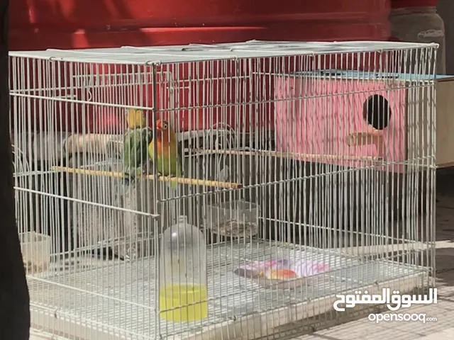 القفص قفط للبيع