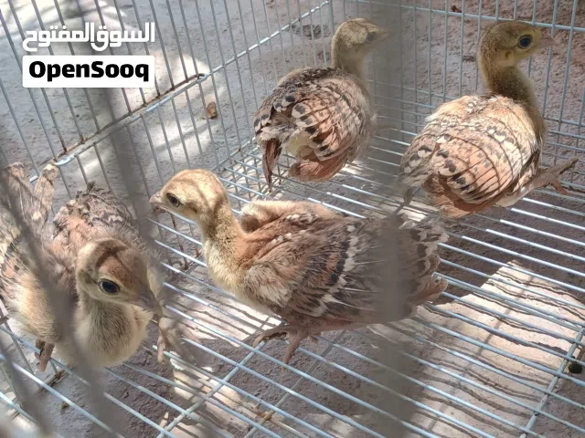 طأوس حجل بكساني دجاج البولش