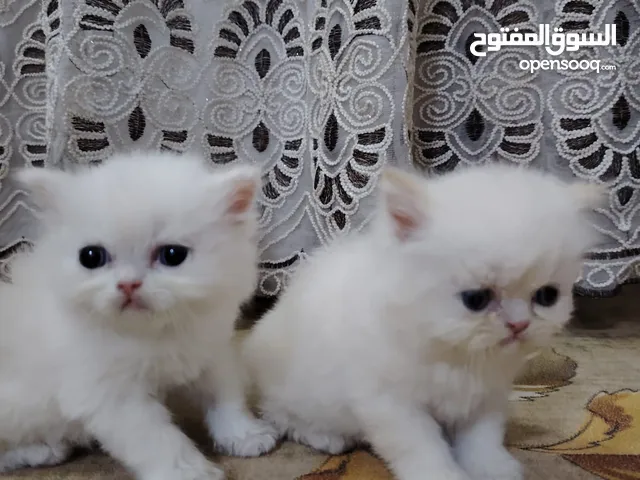 قطط هملايا ذكر وانثى العمر شهر