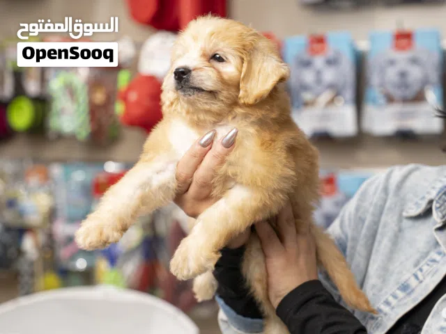 ذكر مالتيبو عمر شهرين مميز وحجم ميني جميع اللقاحات اللازمه وجرعه الدود