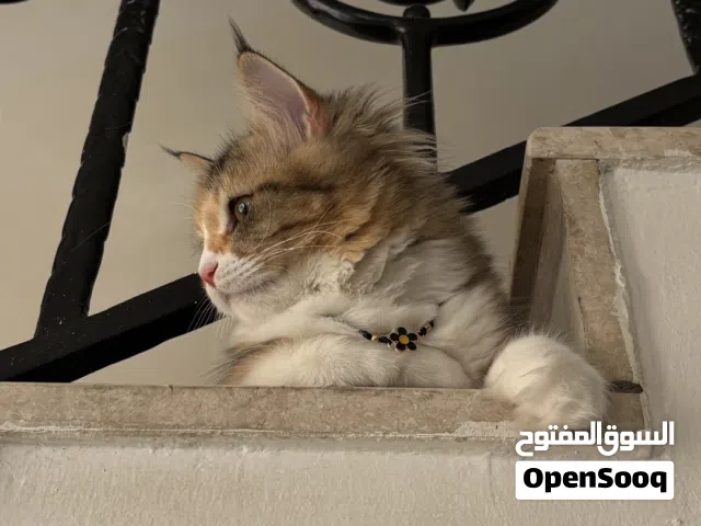 قطة شيرازية بيور أنثى عمرها 6 أشهر معقمة للبيع