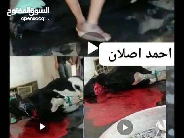 لحام متنقل ذبح أضاحي خاروف عجل بلدي جمل غنم بلدي روماني برزيلي كولمبي اسباني خروف بلدي جزار متنقل