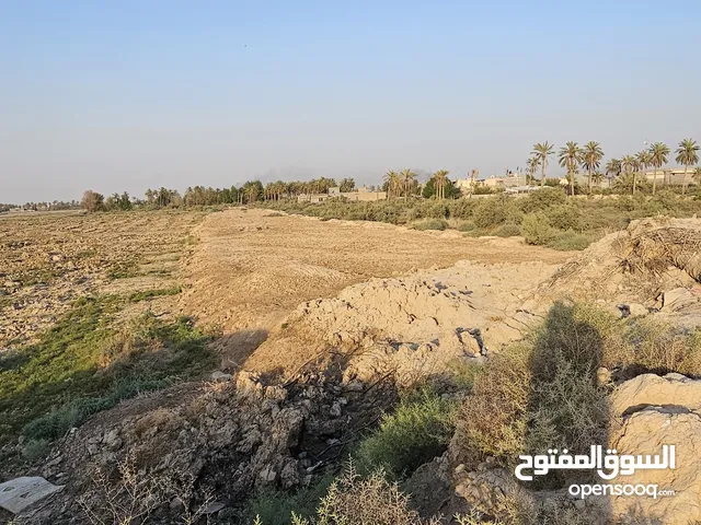 Studio Farms for Sale in Basra Firuziyah