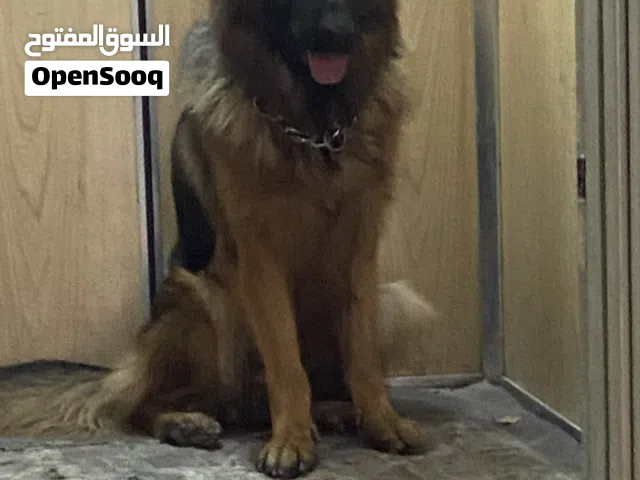 للتزاوج انثى جيرمن كسحه