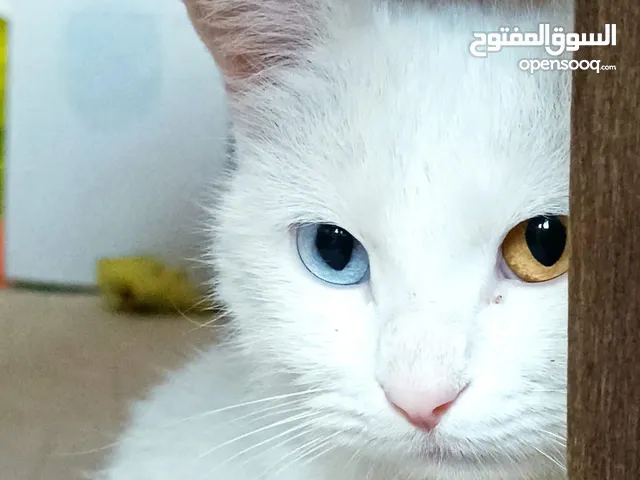 قطط للبيع سيرازي (البرتقالي) الابيض(شيرازي تركي) عين تك وتك البرتقالي