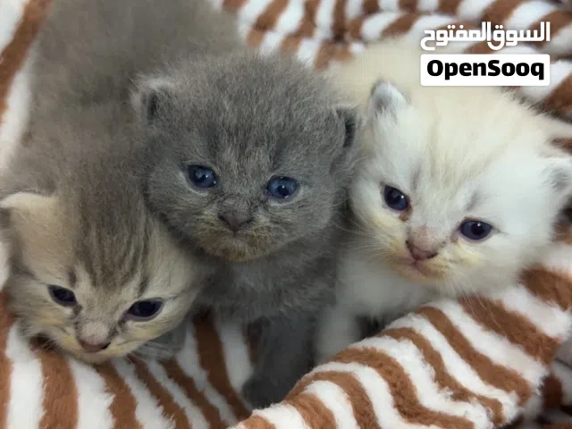 British scotish baby cats