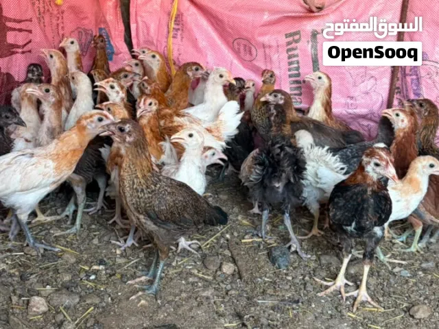 دجاج عماني للبيع