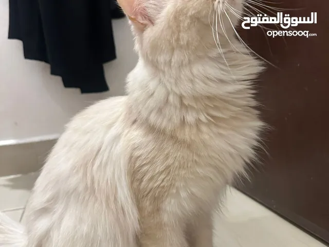 Mix himalayan and persian cat ready for adoption only for serious buyers