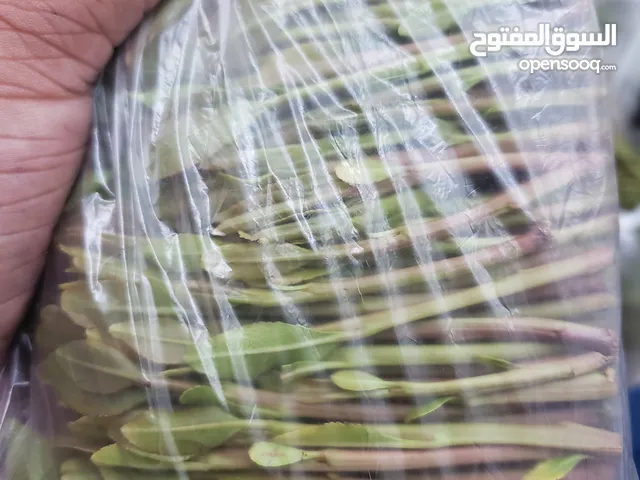 ابو روح الحطامي لاجود انواع القات