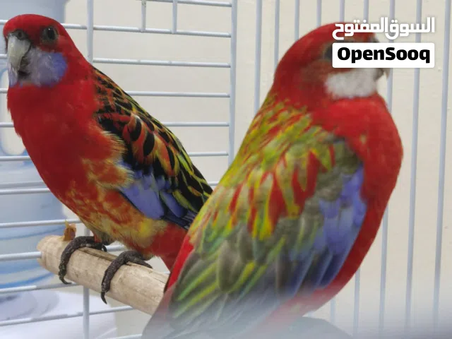 Beautiful Rosella Bird for Sale