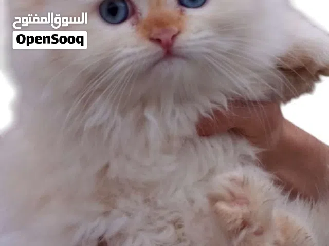 قط شيرازي العمر 4 اشهر