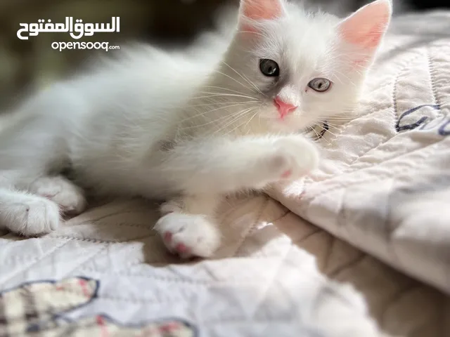 متوفر قطط أنثى ماكس ، العمر 51 يوم متعودين ليتر بوكس ،