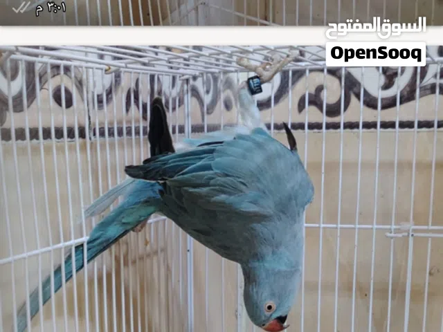 دورة لون سمائي بصحه جيدة جاهزة التزاوج  وتوجد دره لون سمائي صحه جيدة