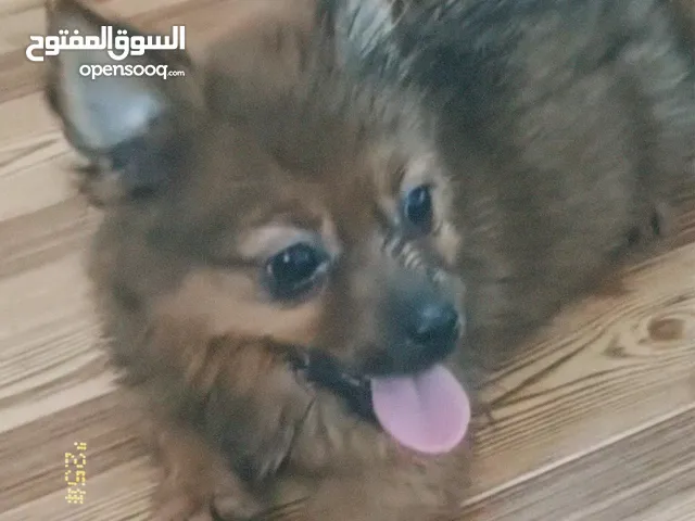 puppy for adoption